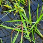 Cyperus iria Liść