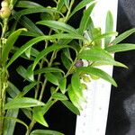 Sarcococca saligna موطن