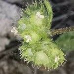Valerianella discoidea Blomma