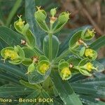 Euphorbia tuckeyana Alia