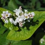 Fagopyrum esculentum Flower