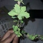 Berberis asiatica Leaf
