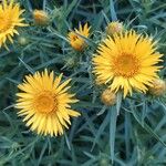 Inula ensifolia 花