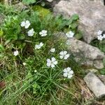 Heliosperma pusillumFlower