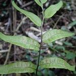 Bolbitis gemmifer Leaf