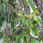 Cissus verticillata Агульны выгляд