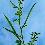 Cleome viscosa Агульны выгляд