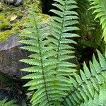 Dryopteris wallichiana ഇല