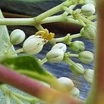 Tetradium daniellii Flower