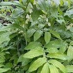 Polygonatum × hybridum ശീലം