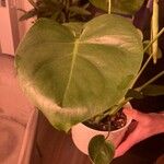 Philodendron hederaceum Folha