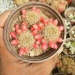 Mammillaria prolifera List