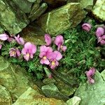 Viola diversifolia موطن