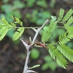 Vachellia collinsii Blatt