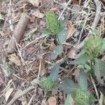 Ruellia blechum Blad