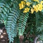 Senna multijuga Flower
