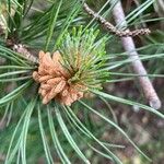 Pinus mugo Žiedas