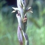 Serapias parviflora Цветок