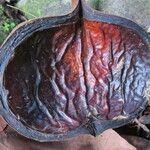 Sterculia foetida Fruit