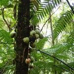 Acropogon merytifolius Fruit