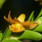 Dendrobium austrocaledonicum Blüte