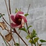 Allamanda blanchetii Flor