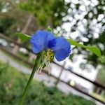 Commelina communis Blüte