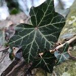 Hedera hibernica葉