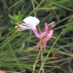 Oenothera suffrutescens പുഷ്പം