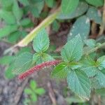 Acalypha multicaulis Õis