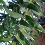 Araucaria bidwillii পাতা