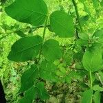Astragalus glycyphyllos Leaf