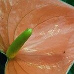 Anthurium scherzerianum Flower