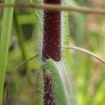 Hygrophila auriculata Ostatní