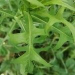 Lactuca canadensis Листок