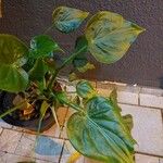 Alocasia cucullata Листок