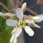 Amelanchier × lamarckii Flor