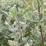 Salix glauca List