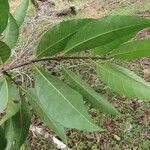 Malouetia guatemalensis Blatt