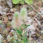 Trifolium arvense Fula