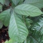 Lansium parasiticum Leaf