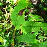 Nepeta sibirica ഇല