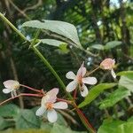 Begonia minor 花