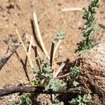 Cristaria aspera Hoja