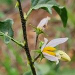 Solanum hastifolium Цвят