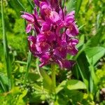 Dactylorhiza sambucinaFlower