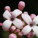 Asperula hirsuta Квітка