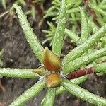 Portulaca grandiflora Blomst