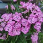 Dianthus barbatusപുഷ്പം