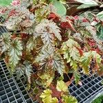 Begonia serratipetala Elinympäristö